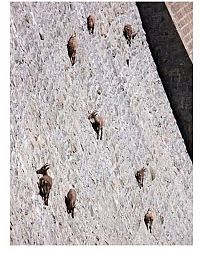 Fauna & Flora: ibex on the dam