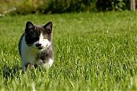 Fauna & Flora: blind kitty jack