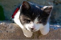 TopRq.com search results: blind kitty jack