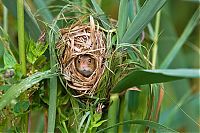 Fauna & Flora: harvest mouse