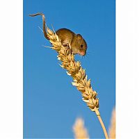 Fauna & Flora: harvest mouse