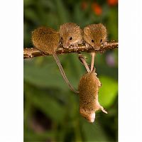 Fauna & Flora: harvest mouse