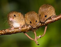 Fauna & Flora: harvest mouse