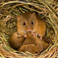 Fauna & Flora: harvest mouse