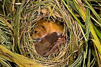 Fauna & Flora: harvest mouse