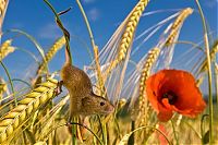 Fauna & Flora: harvest mouse