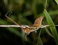 Fauna & Flora: harvest mouse