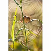 Fauna & Flora: harvest mouse