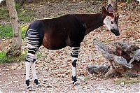 TopRq.com search results: Okapi, half-zebra half-giraffe