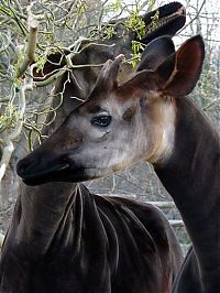 TopRq.com search results: Okapi, half-zebra half-giraffe