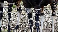 Fauna & Flora: Okapi, half-zebra half-giraffe