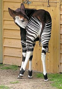 TopRq.com search results: Okapi, half-zebra half-giraffe