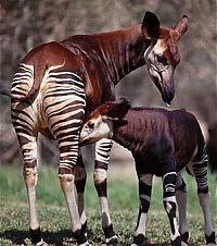 TopRq.com search results: Okapi, half-zebra half-giraffe