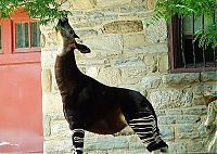 TopRq.com search results: Okapi, half-zebra half-giraffe