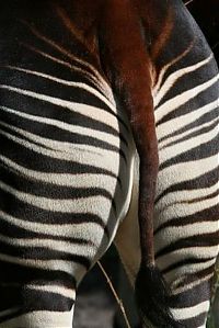 Fauna & Flora: Okapi, half-zebra half-giraffe