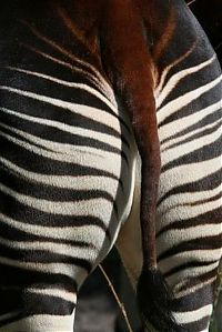 TopRq.com search results: Okapi, half-zebra half-giraffe