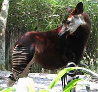 Fauna & Flora: Okapi, half-zebra half-giraffe