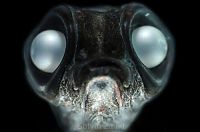 TopRq.com search results: deep sea creature