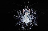 Fauna & Flora: deep sea creature