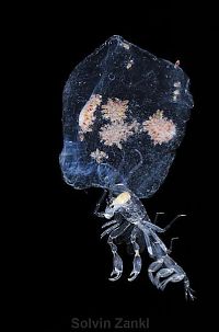 Fauna & Flora: deep sea creature