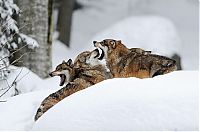 TopRq.com search results: Wildlife photography by Peter Lindel