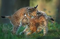 TopRq.com search results: Wildlife photography by Peter Lindel