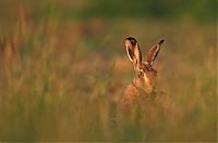 Fauna & Flora: Wildlife photography by Peter Lindel