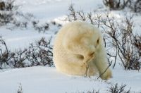 Fauna & Flora: Polar bear, Canada