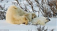 Fauna & Flora: Polar bear, Canada