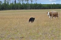 Fauna & Flora: young bear against dairy cows