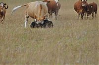 Fauna & Flora: young bear against dairy cows