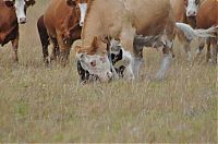 Fauna & Flora: young bear against dairy cows