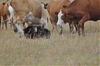 Fauna & Flora: young bear against dairy cows