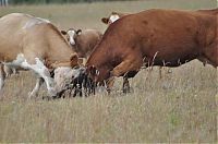 Fauna & Flora: young bear against dairy cows