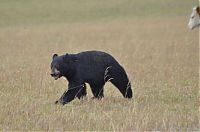 Fauna & Flora: young bear against dairy cows