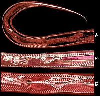 Fauna & Flora: rat inside a python