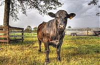 Fauna & Flora: Animals in HDR