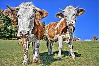 Fauna & Flora: Animals in HDR