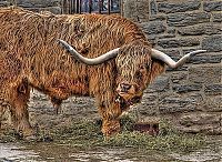 Fauna & Flora: Animals in HDR