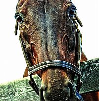 Fauna & Flora: Animals in HDR