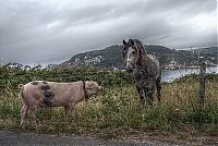 Fauna & Flora: Animals in HDR