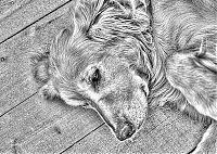 Fauna & Flora: Animals in HDR