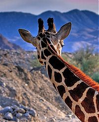 Fauna & Flora: Animals in HDR