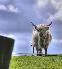 Fauna & Flora: Animals in HDR