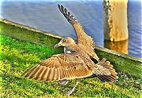 Fauna & Flora: Animals in HDR