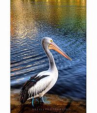 TopRq.com search results: Animals in HDR