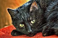 Fauna & Flora: Animals in HDR