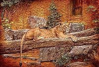 Fauna & Flora: Animals in HDR