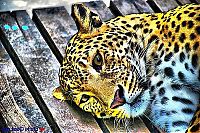 Fauna & Flora: Animals in HDR