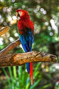 Fauna & Flora: Animals in HDR